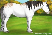 Horse Color:White Spotted Bay Dun Splash
