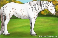 Horse Color:Bay Dun Sabino Splash Tobiano Appaloosa Rabicano