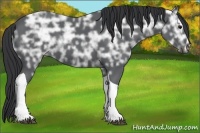 Horse Color:Black Ice Sabino Tobiano Rabicano 
