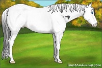 Horse Color:Black Splash Tobiano