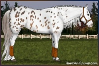 Horse Color:Buckskin Splash Appaloosa 