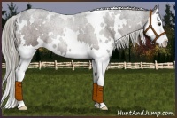 Horse Color:White Spotted Liver Chestnut Splash 