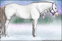 Horse Color:White Spotted Buckskin Splash Varnish 