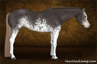 Horse Color:White Spotted Liver Chestnut 