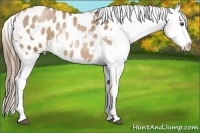 Horse Color:White Spotted Liver Chestnut Pearl Splash Appaloosa 