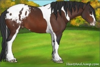 Horse Color:Bay Sabino Tobiano Appaloosa
