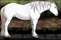 Horse Color:Chestnut Ice Splash Tobiano Appaloosa