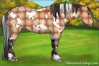 Horse Color:Plaid White Spotted Bay