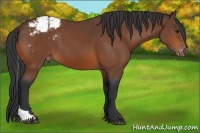 Horse Color:Bay Tobiano Appaloosa Rabicano 