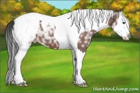 Horse Color:Bay Ice Splash Tobiano Near Leopard 
