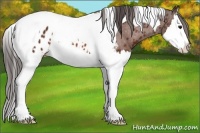 Horse Color:Bay Splash Tobiano Appaloosa 