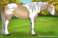 Horse Color:Buckskin Dun Sabino Splash Tobiano Appaloosa