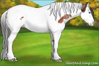 Horse Color:Brown Sabino Splash Tobiano Appaloosa 