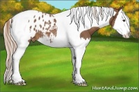 Horse Color:Chestnut Splash Tobiano Appaloosa 