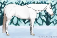 Horse Color:Chestnut Tobiano Frame Appaloosa 