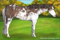 Horse Color:Liver Chestnut Sabino Splash Appaloosa 
