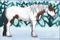 Horse Color:Bay Tobiano Frame Appaloosa