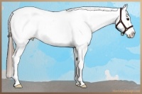 Horse Color:White Spotted Smoky Black Appaloosa Rabicano