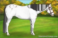 Horse Color:White Spotted Bay Sabino Splash Frame Appaloosa Rabicano