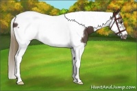 Horse Color:Liver Chestnut Splash Tobiano Frame