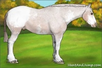 Horse Color:Bay Sabino Appaloosa