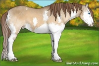 Horse Color:Brown Dun Splash Appaloosa