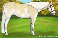 Horse Color:Palomino Splash
