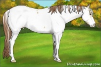 Horse Color:White Spotted Buckskin Dun Sabino Near Fewspot