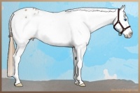 Horse Color:Chestnut Sabino Splash Frame Appaloosa 