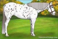 Horse Color:Liver Chestnut Splash Appaloosa 