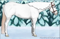 Horse Color:Buckskin Pearl Near Leopard