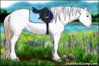 Horse Color:Buckskin Splash Appaloosa 