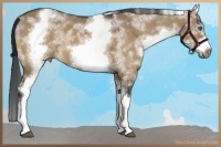 Horse Color:White Spotted Buckskin Dun Sabino Splash Frame Rabicano