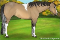 Horse Color:Buckskin Dun Sabino Tobiano Rabicano