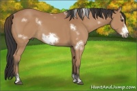 Horse Color:White Spotted Buckskin Sabino Frame Rabicano 