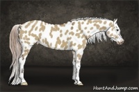 Horse Color:Liver Red Dun Appaloosa 