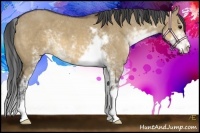 Horse Color:Brown Dun Sabino 