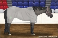 Horse Color:Grullo