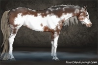 Horse Color:Liver Chestnut Sabino Frame 