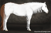 Horse Color:White Spotted Chestnut 