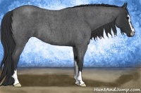 Horse Color:Blue Roan Sabino