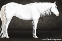 Horse Color:Perlino Splash Tobiano Blanket Rabicano
