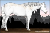 Horse Color:White Spotted Silver Perlino Roan Splash Rabicano