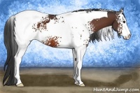 Horse Color:White Spotted Bay Tobiano