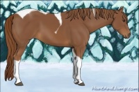 Horse Color:Chestnut Tobiano