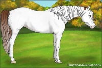 Horse Color:Chestnut Splash Tobiano