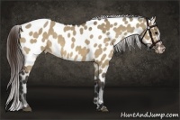 Horse Color:Bay Dun Appaloosa 