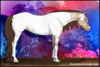 Horse Color:Amber Champagne Dun Appaloosa