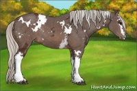 Horse Color:White Spotted Silver Brown Ice Rabicano 