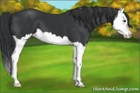 Horse Color:Black Splash 